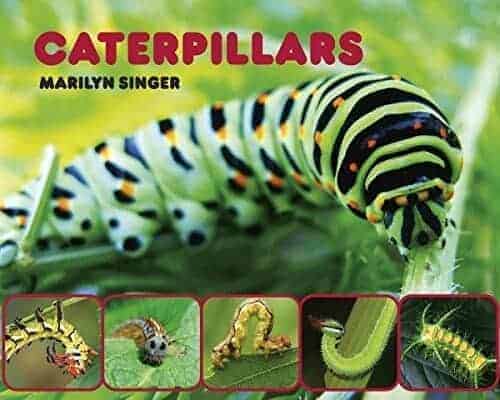 caterpillars that turn into butterflies book