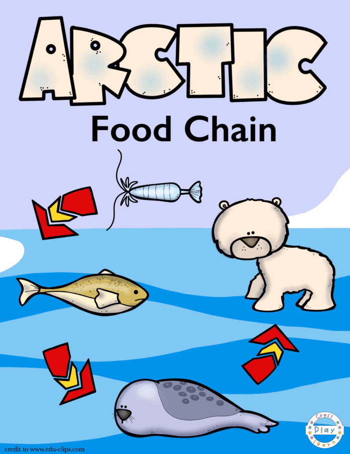 arctic food chain and arctic coloring page for kids arctic food chain and arctic coloring page for kids