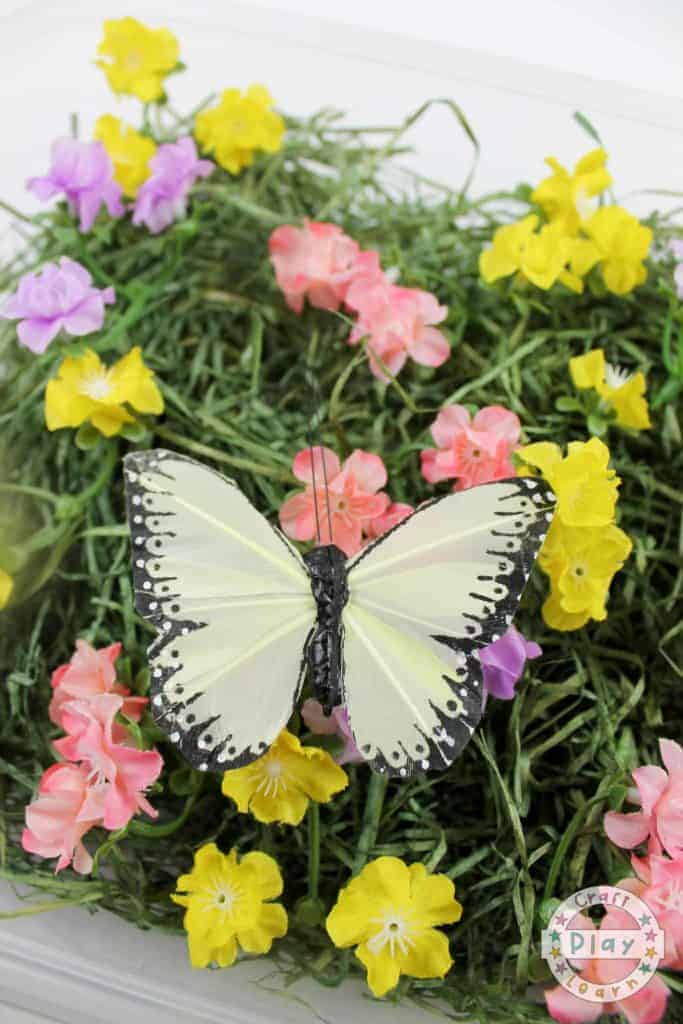 butterfly garden